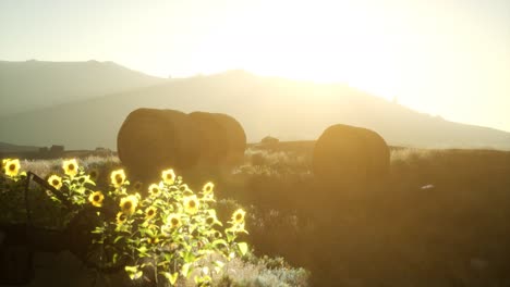 hay bales in the sunset