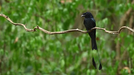 mayor drongo de cola de raqueta, dicrurus paradiseus, tailandia