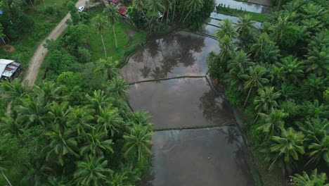 Aerial-view-of-small-rice-fields-near-tropical-forest-and-dirt-road-aside