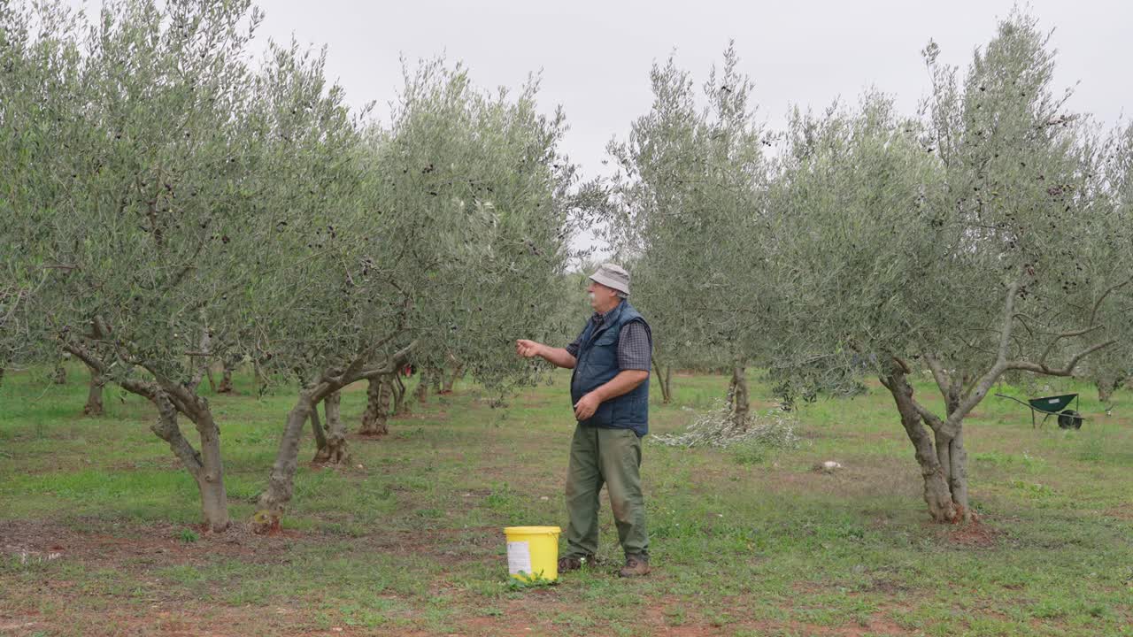Elderly caucasian man harvests olives by hand in mediterranean olive grove