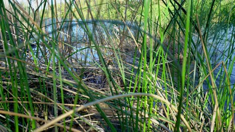 In-the-reeds-of-the-Colorado-River-in-Yuma,-Arizona