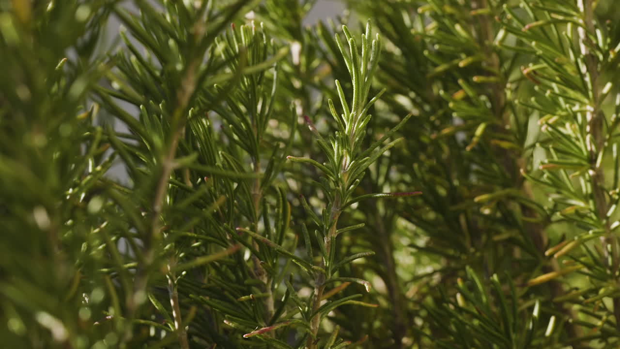 primer plano de un arbusto perenne de romero