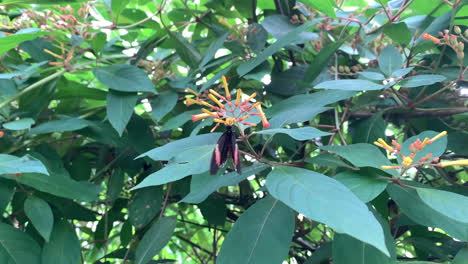 Schmetterling-Breitet-Seine-Flügel-Aus,-Während-Er-Eine-Blume-Bestäubt