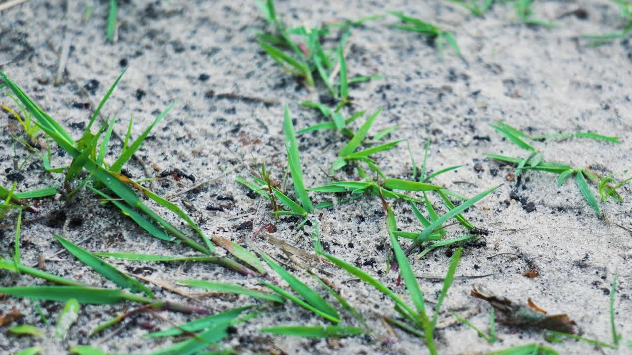 Grass Growing Through Sand