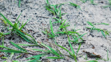 grass growing through sand