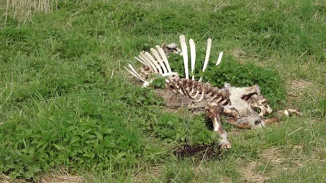 forest cattle bones