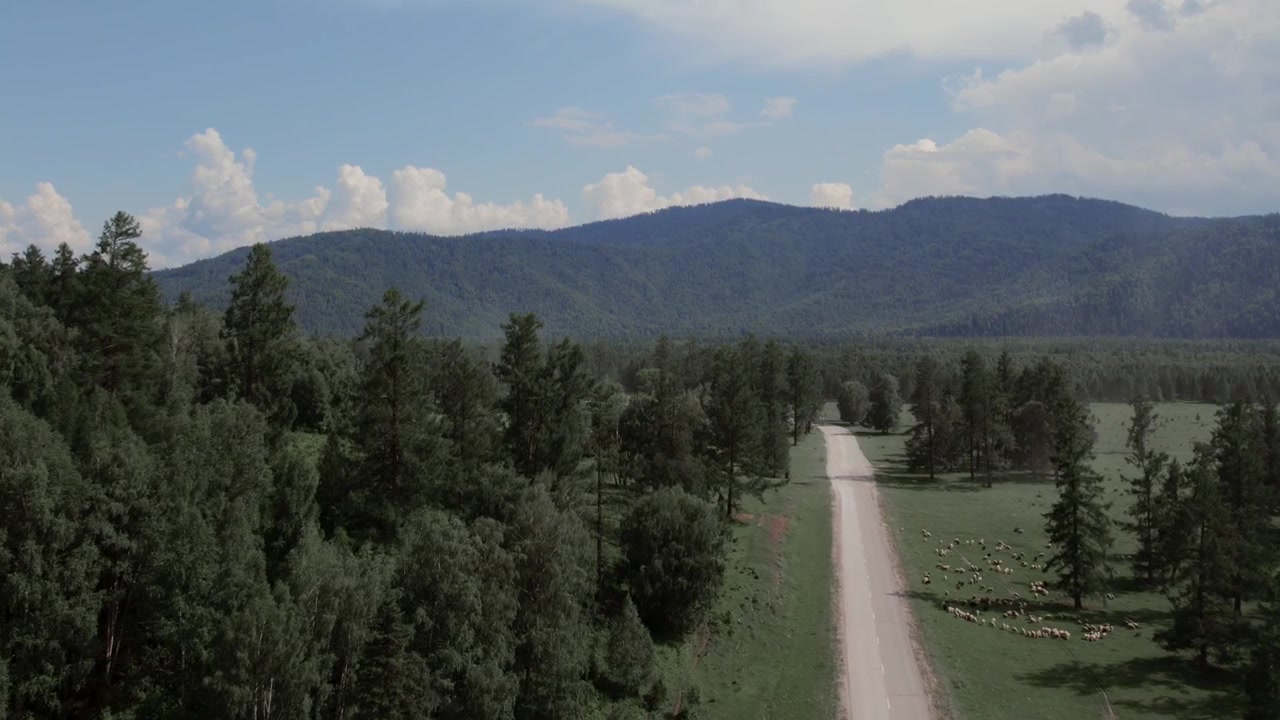 Drone footage of a straight country road cutting through taiga forest and green meadow with grazing livestock, with mountain ridge and summer clouds in Altai, Russia