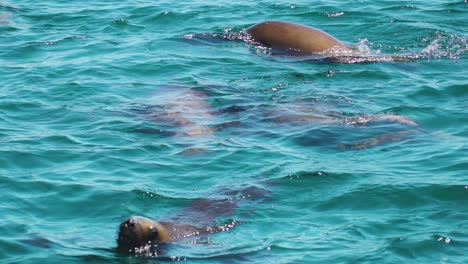 Beautiful-Sealions-having-fun-in-the-Patagonian-Sea-on-a-clear-sunny-day--slowmo