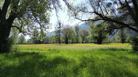 lush carpet of vibrant wildflowers and trees beneath majestic swiss alps