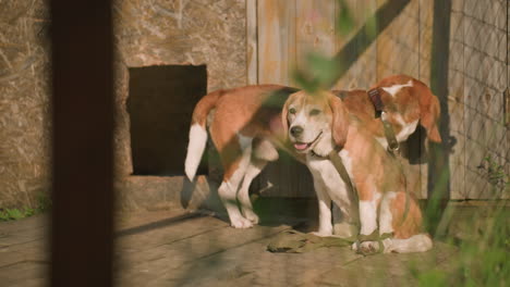 two dogs behind net, one sitting calmly while other stands, looking through wooden door, dogs appear relaxed in outdoor setting, with chain-link fence, weathered building, and greenery around