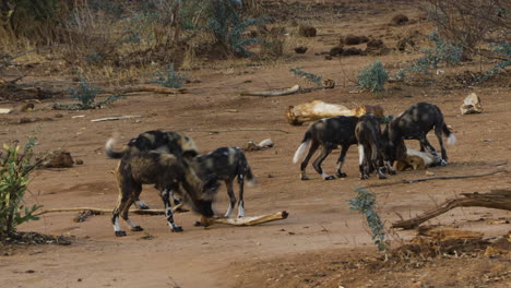 six african wild dogs sniff wood lying around in savannah