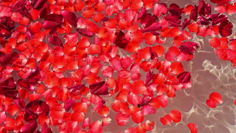 close-up of red rose petals floats on water surface