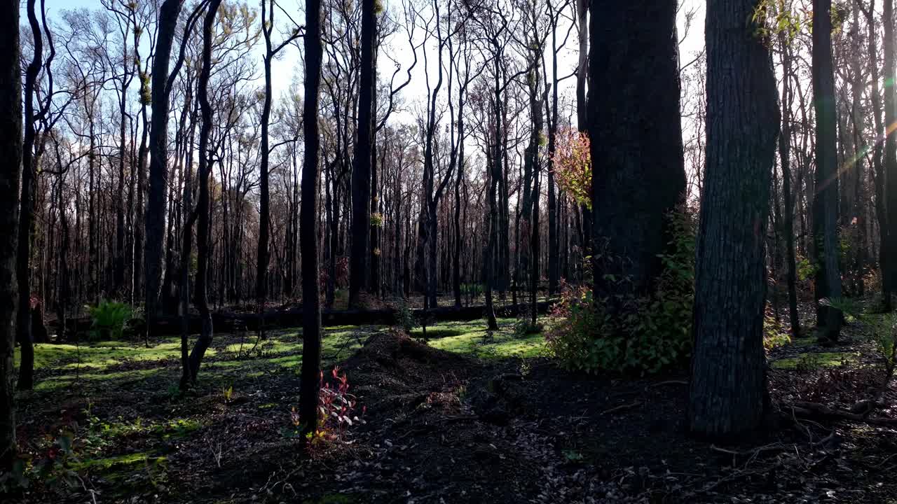호주 남서부의 아름다운 고요한 숲을 천천히 패닝