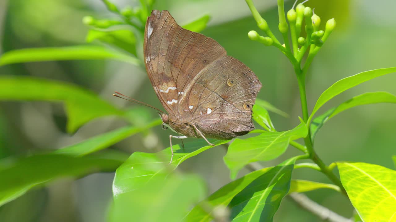 Closeup Of Autumn Leaf Butterfly Resting On Green Leaf With Flowerbuds.