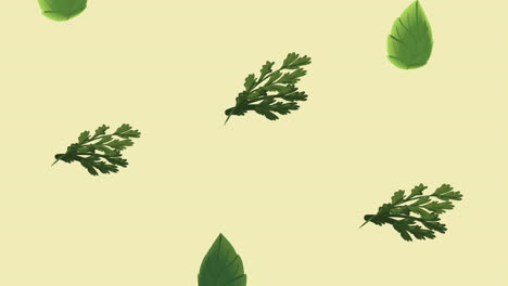 coriander and leafs vegetables animation