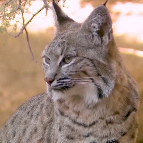 Nice-Closeup-Of-A-Bobcat-Face-In-The-Forest