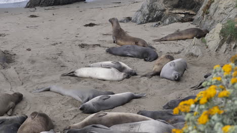 See-Elefantenwelpen,-Die-Sich-In-Der-Kolonie-Piedras-Blancas-Häuten