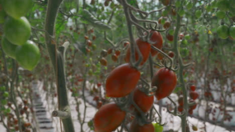 Resplandor-De-La-Mañana-En-El-Campo-De-La-Granja-De-Tomates