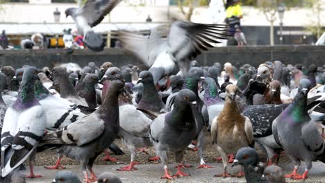 gran bandada de palomas en el parque de la ciudad