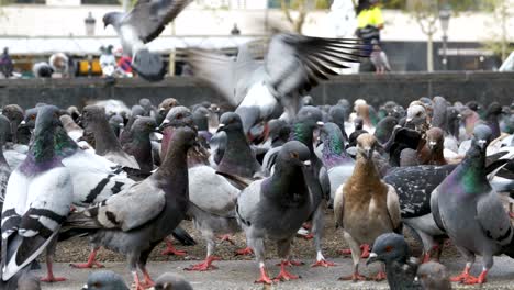 huge flock of pigeons in the city park