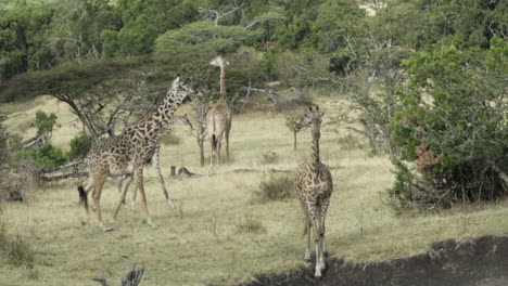 cinco jirafas moviéndose lentamente a través de la sabana seca de áfrica oriental, un individuo caminando hacia la cámara, los otros pasando de izquierda a derecha