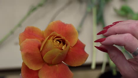 a florist adjusts the petals of a rose to make it look more full and larger