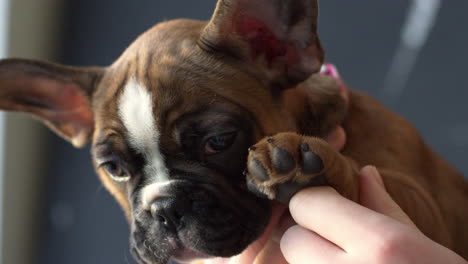 Owner-holding-French-bulldog-puppy-in-hands,-close-up,-shot-on-R3D