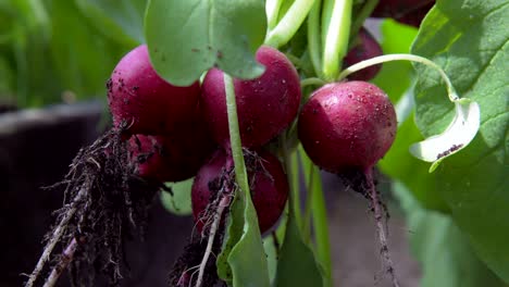 radish in a greenhouse.