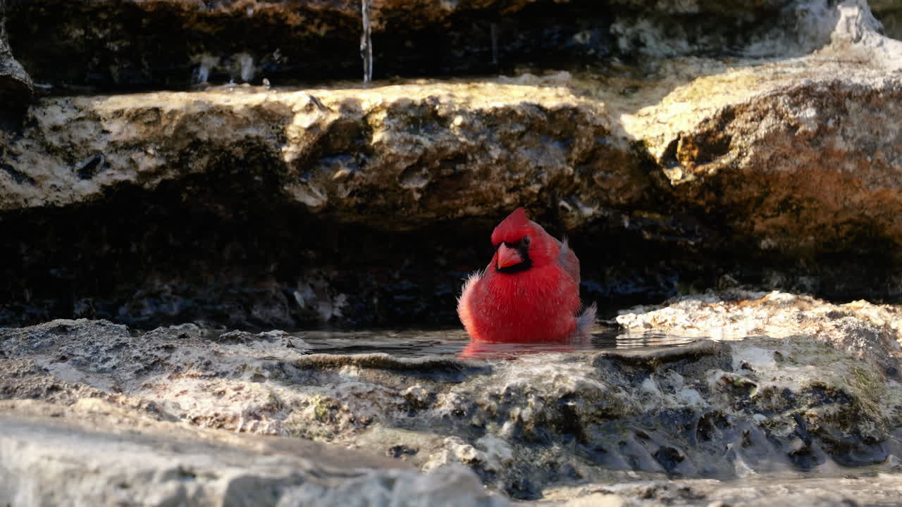 Northern Cardinal bathing in a pool of water next to a stream - Cardinalis cardinalis
