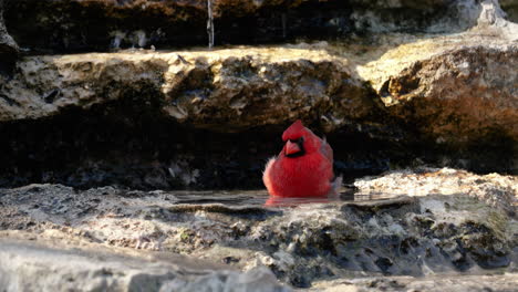 northern cardinal bathing in a pool of water next to a stream - cardinalis cardinalis