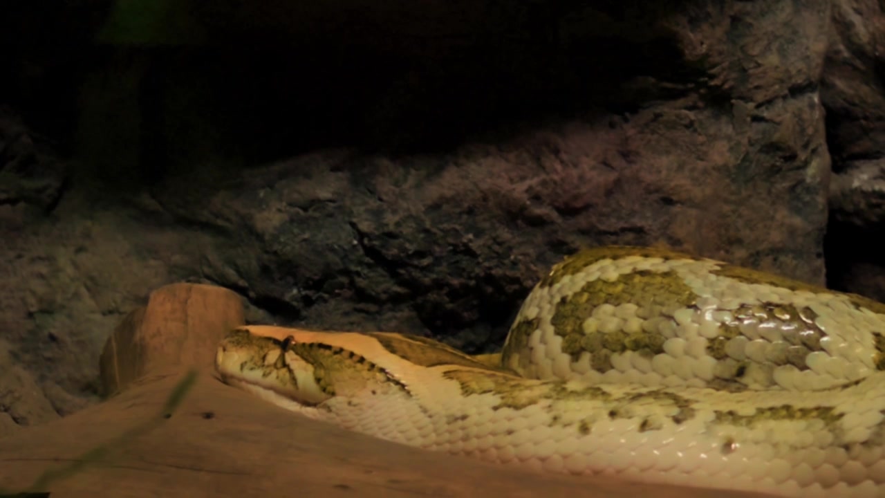 A detailed close-up shot of a Burmese Python (Python molurus) as it slowly lifts its head, revealing its distinctive patterns and scales. Captured in a naturalistic habitat.