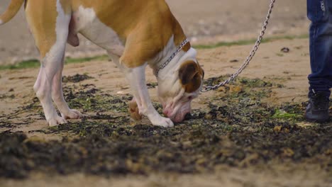 American-Stafford-on-a-cloudy-moody-day-sniffing-dirt-on-the-beach-seaweed-slow-motion