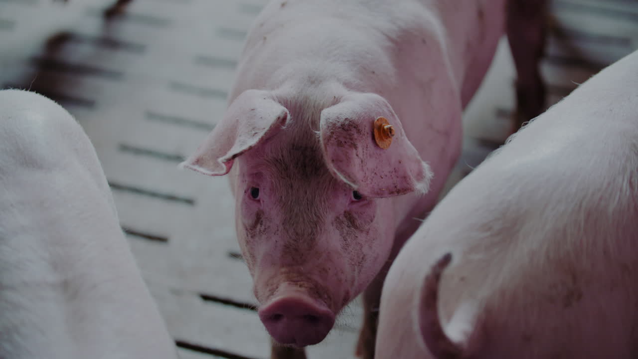 농장에서의 돼지