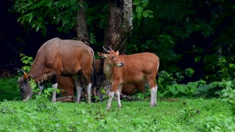 el banteng o tembadau, es un ganado salvaje que se encuentra en el sudeste asiático y se extinguió en algunos países