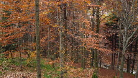 autumn forest trees yellow and red foliage, woodland aerial view in fall