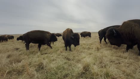 a herd of buffalos in a kansas field grazing