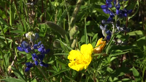 closeup of yellow and blue texas wildflowers