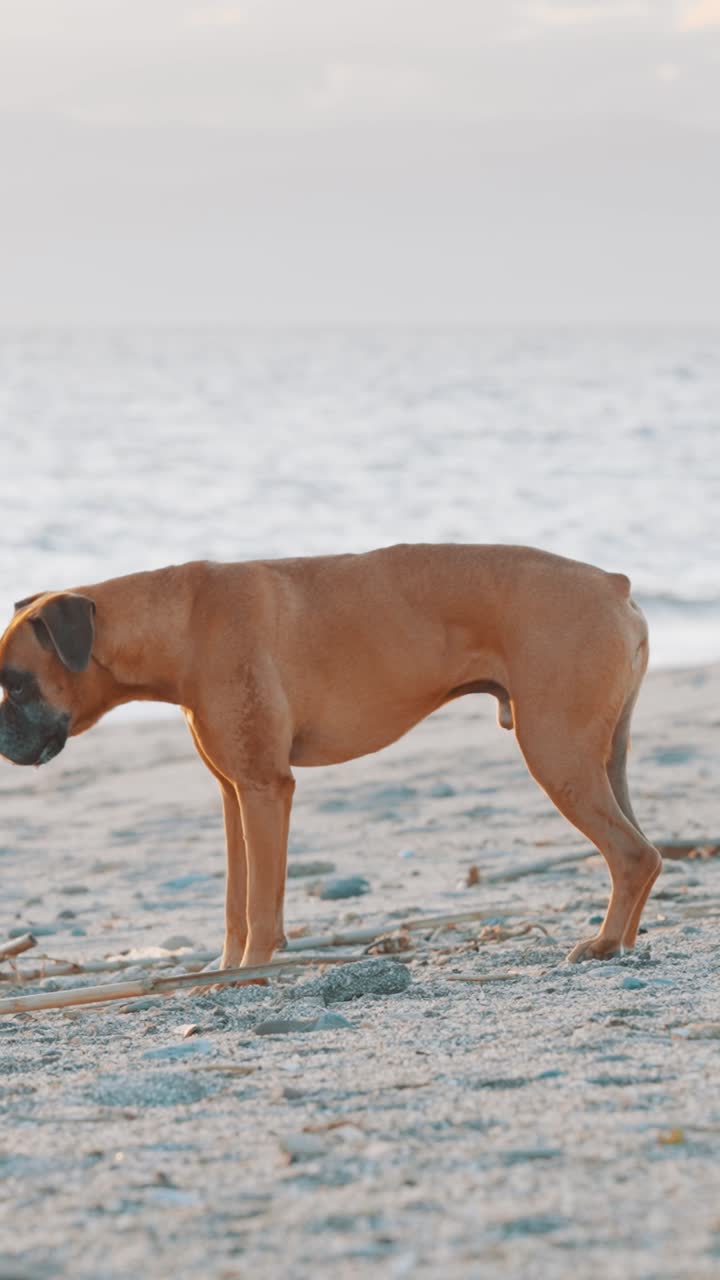 Boxer dog exploring sandy beach at sunset