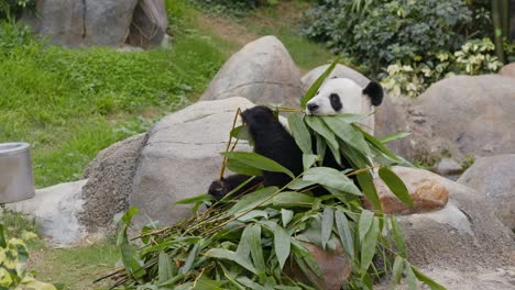 el panda comiendo bambú.