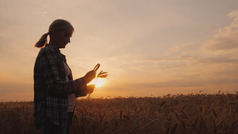 The-Silhouette-Of-A-Female-Farmer-Looks-At-The-Ears-Of-Wheat-Through-A-Magnifying-Glass-4k-Video