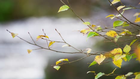 Goldene-Herbstblätter-Auf-Einem-Ast