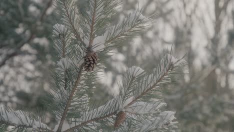 Pinecone-and-Snow-on-Pine-Tree-in-a-Forrest-during-a-Winter-Morning