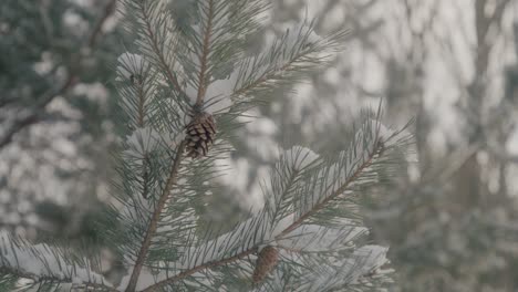 pinecone and snow on pine tree in a forrest during a winter morning