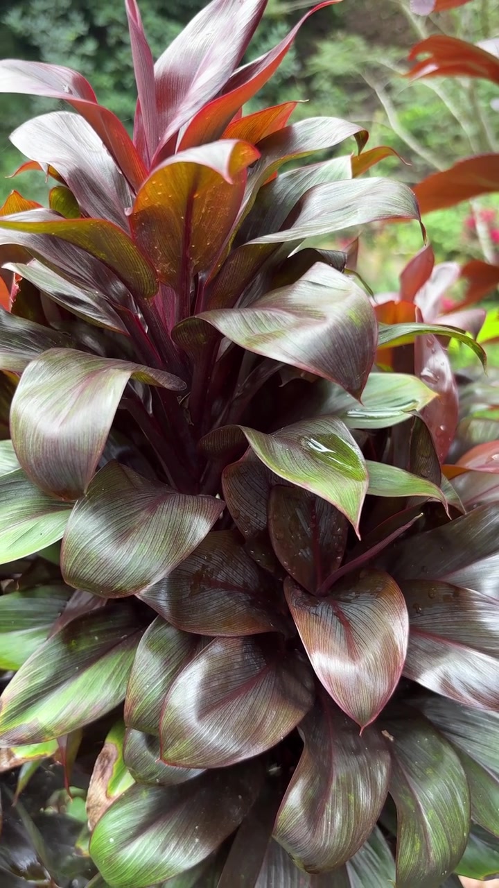 Primo piano di una vivace pianta di Cordyline Fruticosa con foglie rosso intenso e verdi