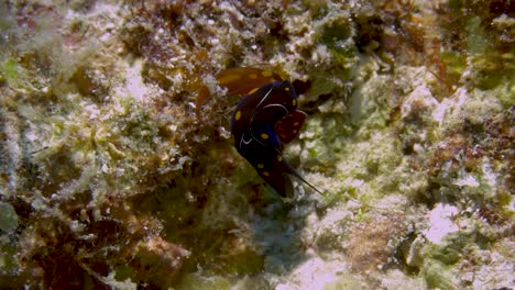 Rare-footage-of-Headshield-sea-slugs-meeting-and-hugging-together-for-mating