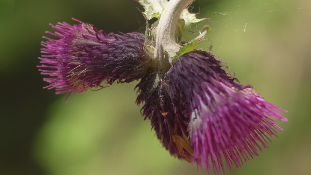 un primerísimo plano de un cardo morado florecido meciéndose en el viento
