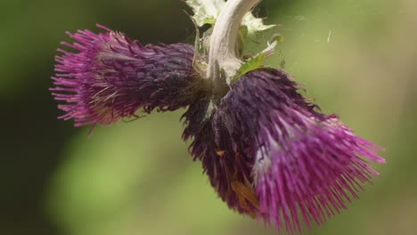 extreme close up of a bloomed purple thistle swaying in the wind