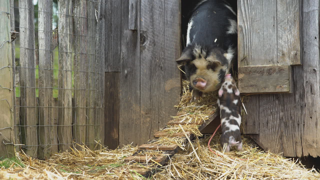 свиньи следуют за мамой, выходящей из сарая
