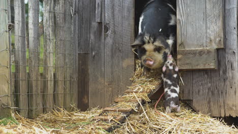 pigs follow mom walking out of barn