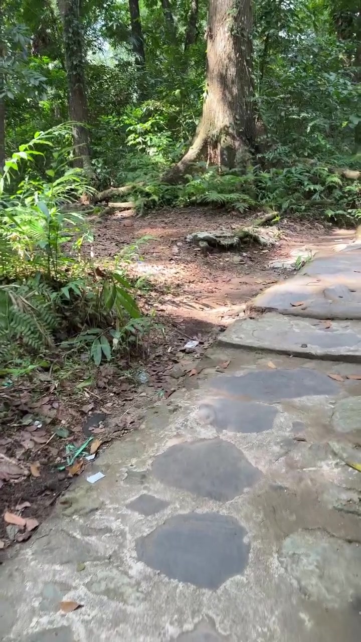 Stone Path Winding Through a Lush Tropical Forest